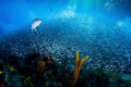  Bait ball against backdrop deep blue sea sun rays  
